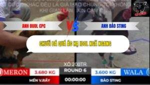 Trận 6 trường gà Tonhon 10/10/2025