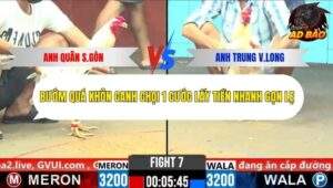 Trận 7 trường gà C6 Ngày 30/10/2025