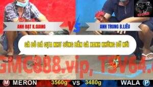 Trận 7 trường gà CPC5 20/10/2025