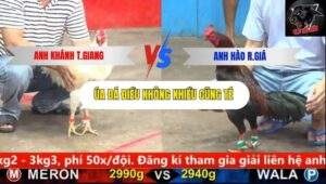 Trận 7 trường gà CPC5 4/10/2025