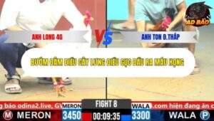 Trận 8 trường gà C8 31/10/2025