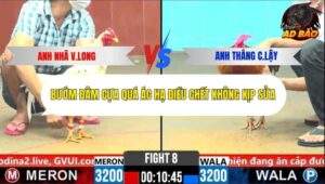 Trận 8 trường gà CPC6 24/10/2025