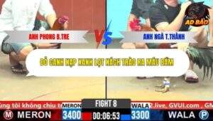 Trận 8 trường gà CPC6 25/10/2025