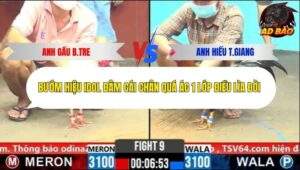 Trận 9 trường gà C8 31/10/2025