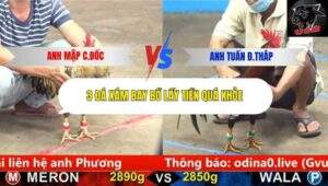 Trận 9 trường gà CPC5 6/10/2025
