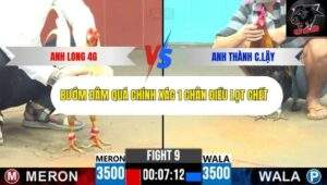 Trận 9 trường gà CPC6 13/10/2025