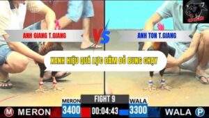 Trận 9 trường gà CPC6 8/10/2025