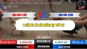 Trận 9 trường gà Tonhon 10/10/2025