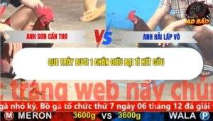 Trận 4 trường gà Cpc5 22/11/2025