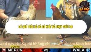 Trận 12 trường gà Cpc4 7/11/2025