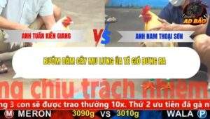 Trận 14 trường gà Cpc5 22/11/2025