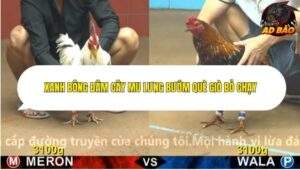 Trận 19 trường gà Cpc4 6/11/2025