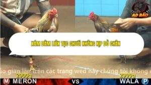 Trận 22 trường gà Cpc4 7/11/2025