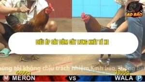 Trận 3 trường gà Cpc4 23/11/2025