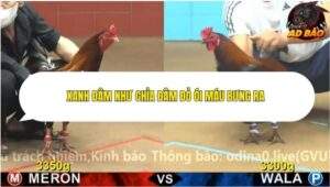 Trận 3 trường gà Cpc4 7/11/2025