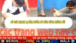 Trận 3 trường gà Cpc5 23/11/2025