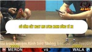 Trận 31 trường gà Cpc4 6/11/2025