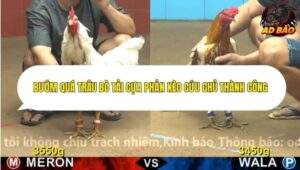 Trận 32 trường gà Cpc4 7/11/2025