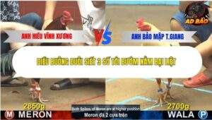 Trận 5 trường gà Cpc4 6/11/2025