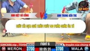 Trận 6 trường gà Cpc6 7/11/2025