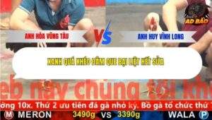 Trận 8 trường gà Cpc5 22/11/2025