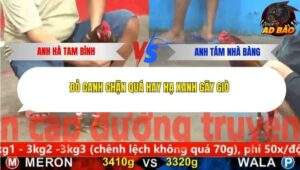 Trận 8 trường gà Cpc5 23/11/2025