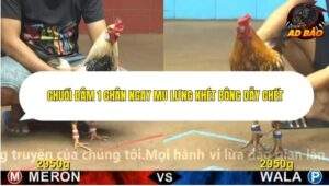 Trận 9 trường gà Cpc4 6/11/2025