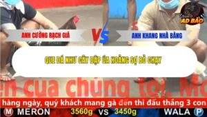 Trận 9 trường gà Cpc5 23/11/2025