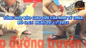 Tổng hợp các trận đá gà của anh Tý Chùa