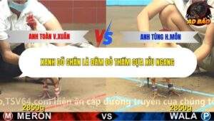 Trận 1 trường gà CPC4 4/11/2025