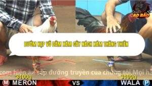 Trận 1 trường gà CPC4 9/11/2025