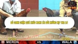 Trận 1 trường gà CPC4 ngày 8/11/2025