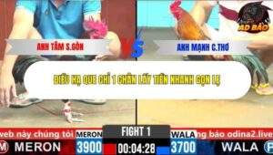 Trận 1 trường gà CPC6 4/11/2025