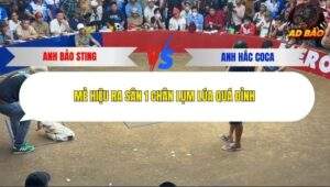 Trận 1 trường gà Tonhon 13/11/2025