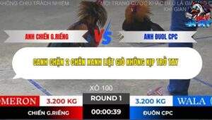 Trận 1 trường gà Tonhon 28/11/2025