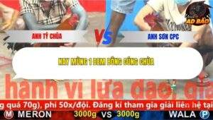 Trận 10 trường gà CPC5 20/11/2025