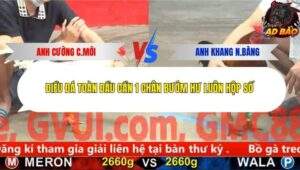 Trận 10 trường gà Cpc5 27/11/2025