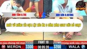 Trận 10 trường gà CPC6 4/11/2025