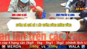 Trận 11 trường gà C5 1/11/2025