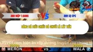 Trận 11 trường gà Cpc4 25/11/2025