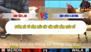 Trận 11 trường gà Cpc4 27/11/2025