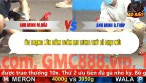 Trận 11 trường gà CPC5 12/11/2025