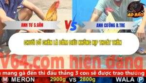 Trận 11 trường gà CPC5 21/11/2025