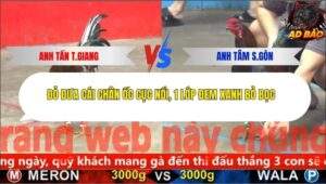 Trận 11 trường gà Cpc5 26/11/2025