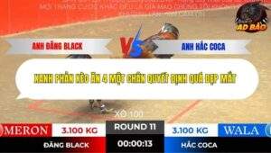 Trận 11 trường gà Tonhon 13/11/2025