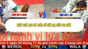 Trận 12 trường gà CPC5 16/11/2025