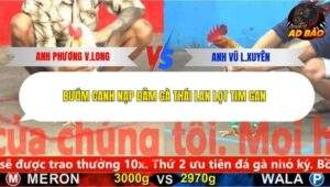 Trận 12 trường gà CPC5 17/11/2025