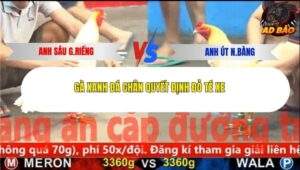 Trận 12 trường gà CPC5 19/11/2025