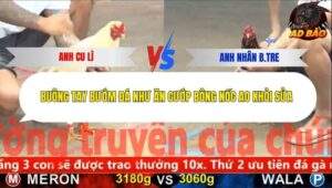 Trận 12 trường gà CPC5 8/11/2025