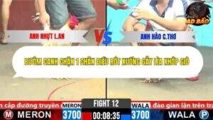 Trận 12 trường gà CPC6 4/11/2025